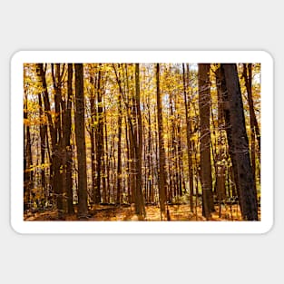 Autumn deep in forest scene on a trail Sticker